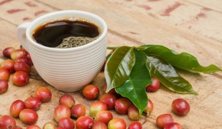 pesquisa descobriu que 60% de todas as espécies de café estão ameaçadas de extinção