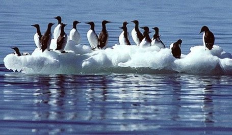 araus-comuns, ave do circulo polar ártico