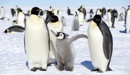 pinguins imperadores