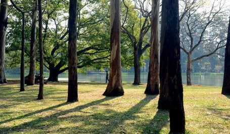Cities4Forests florestas cidades preservação restauração