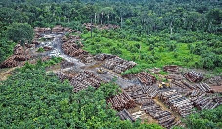 Coleta ilegal de madeira na Amazônia