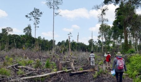 Área de desmatamento na Indonésia. Foto: Divulgação/WRI