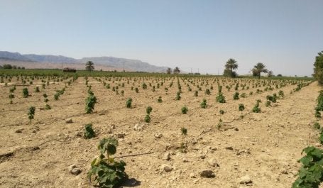 Florestamento no Irã: abordagem é parte do cardápio de soluções baseadas na terra para remoção de carbono (foto: Alieza Nasiri, Creative Commons)