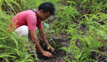 Projeto de Reflorestamento de Pesalat, na Indonésia, restaura floresta em parque nacional degradado por fogo e extração de madeira (foto: James Anderson/WRI)