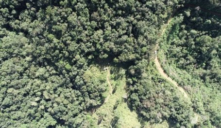 Imagem floresta restauração drone