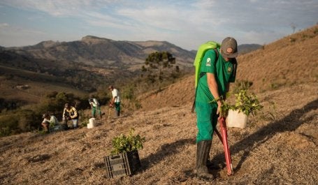 Trabalho plantio reflorestamento emprego