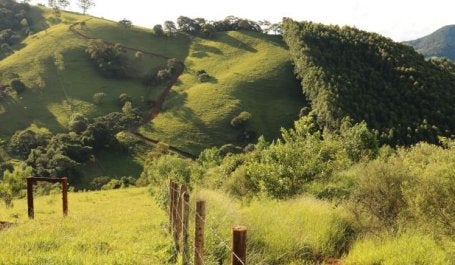 A cidade de Extrema, em Minas Gerais, está restaurando áreas degradadas de paisagem e plantações de eucaliptos. (Foto: James Anderson/WRI)
