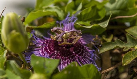Flor da árvore que produz o maracujá da caatinga