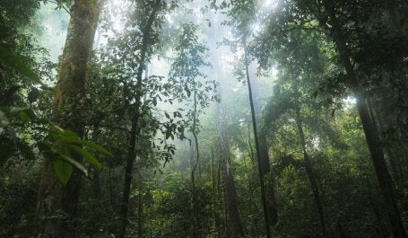 Florestas primárias são importantes para biodiversidade e carbono (Foto: stokpic/Pixabay)