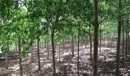 Floresta plantada