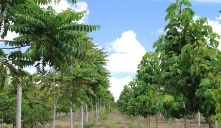 Reflorestamento para fins produtivos no sul da Bahia (Foto: WRI Brasil)