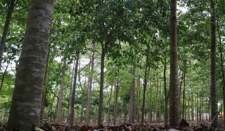 Área de silvicultura com espécies nativas da Mata Atlântica
