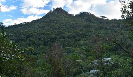 Área de floresta no Rio de Janeiro