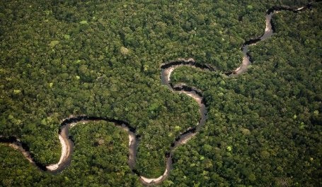 Florestas funcionam como um importante reservatório de carbono global (Foto: Cesar David Martinez/Avaaz)