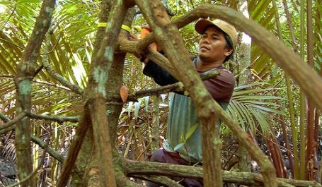 New research shows that the world loses 50 soccer fields' of forest every minute of every day. Photo credit: Daniel Murdiyarso, Center for International Forestry Research (CIFOR)