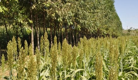 Integração Lavoura-Pecuária-Floresta (iLPF) é um dos sistemas estimulados pelo plano