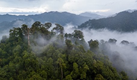 imágem aérea de ampla floresta com névoa entre as árvores
