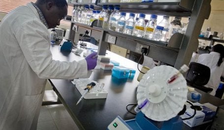 Pesquisadores desenvolvem variedades de arroz de baixo carbono, aditivos para rações e outras inovações tecnológicas para criar um sistema alimentar mais sustentável (Foto: Kate Holt/AusAID)