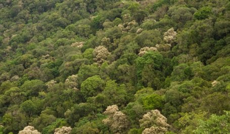 Área de Mata Atlântica na Serra da Mantiqueira (foto: Erik Lopes/TNC)