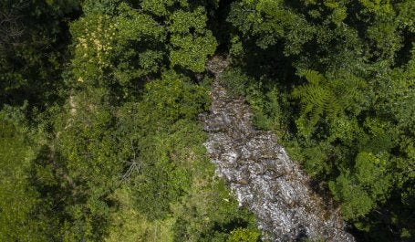 Mata Atlântica floresta Rio de Janeiro