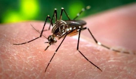 Temperaturas mais quentes podem expandir a área de abrangência de mosquitos, espalhando doenças como dengue e zika. Foto: James Gathany/CDC