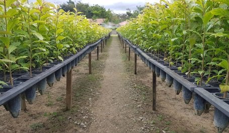 Mudas de jequitibá cultivadas desde a semente