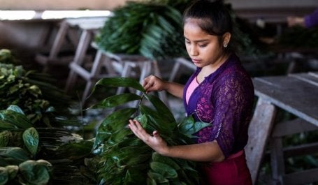 Mulher seleciona plantas na Guatemala (foto: Flickr/USAID Biodiversity & Forestr)
