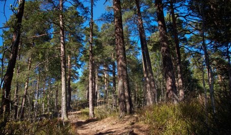 Área florestal em Oslo, uma das cidades membro da iniciativa Cities4Forests (Foto: Geir Friestad/Flickr)