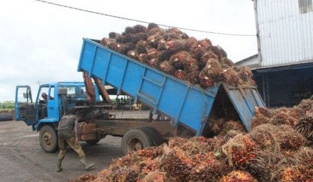Caminhão descarregando o fruto do óleo de palma (Foto: African Hope/Wikimedia Commons)