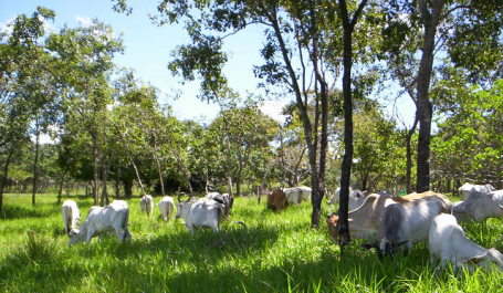 pastagem ecológica pecuária sustentável renovando paisagens