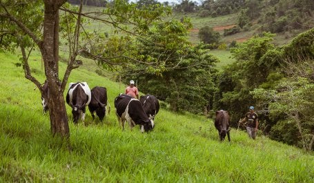 Árvores e pasto com gado