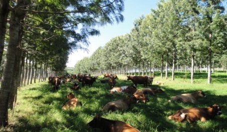 bois descansam na sombra de árvores plantadas em sistema  Integração, Lavoura, Pecuária e Floresta (ILPF)