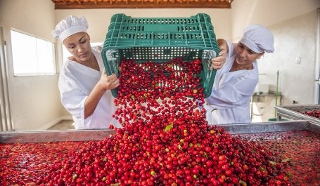 mulheres despejam caixa de acerola para beneficiamento