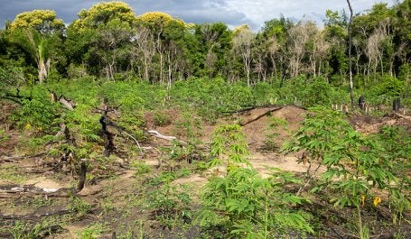 Área de restauração em Juruti, no Pará 