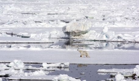 Urso polar no Ártico. O mundo precisa de ações decisivas para evitar o degelo (Foto: Chistopher Michel/Wikimedia Commons)