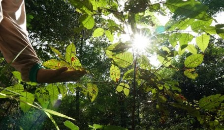 pessoa toca em plantas dentro de florestas em regeneração natural