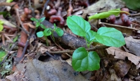 Folhas em área de floresta