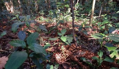 Área de Mata Atlântica em regeneração