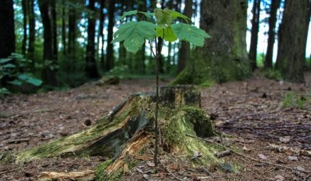 imagem mostra muda jovem de árvore em meio a floresta
