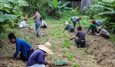 Produtores rurais do MST em mutirão de plantio agroecológico 