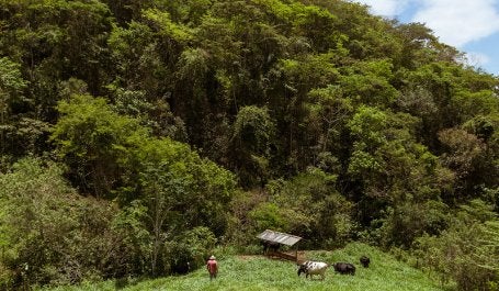 Floresta, produtor rural, gado