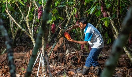 restauração peru agrofloresta