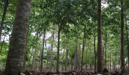 Área de floresta restaurada na Mata Atlântica brasileira. (Foto: WRI Brasil)