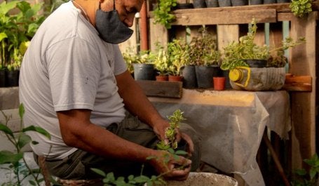 Agricultor cuida de mudas de uma das hortas urbanas de Rosário, na Argentina 