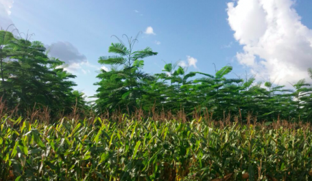 Sistemas Agroflorestais com milho e paricá