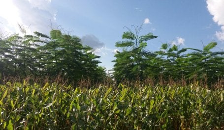 agrofloresta com paricá e milho