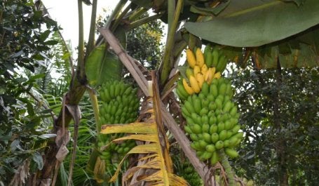 Um sistema agroflorestal que mistura bananas com outras espécies. É preciso criar um mercado para os produtos da floresta (Foto: Bruno Calixto/WRI Brasil)