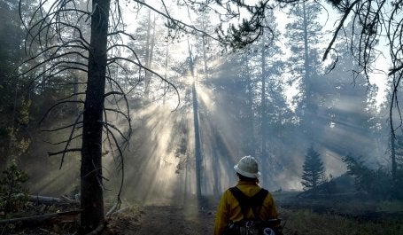 bombeiro em floresta nos EUA