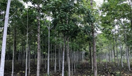 Reflorestamento com nativas na Bahia
