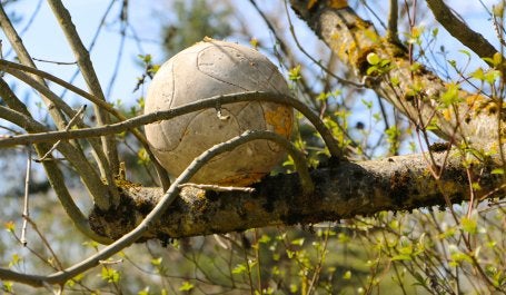 Os adversários do Brasil na Copa do Mundo têm muito a ensinar sobre restauração (Foto:  CC0 Public Domain)